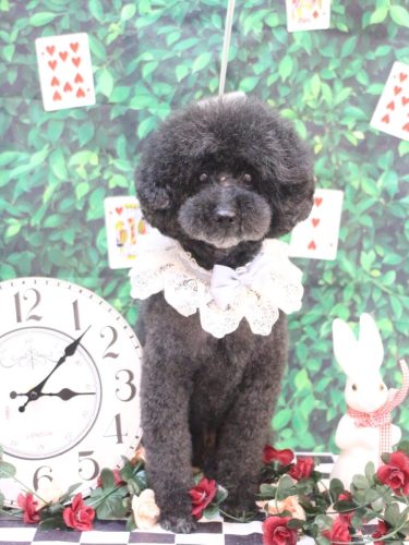 20250426ラブくん